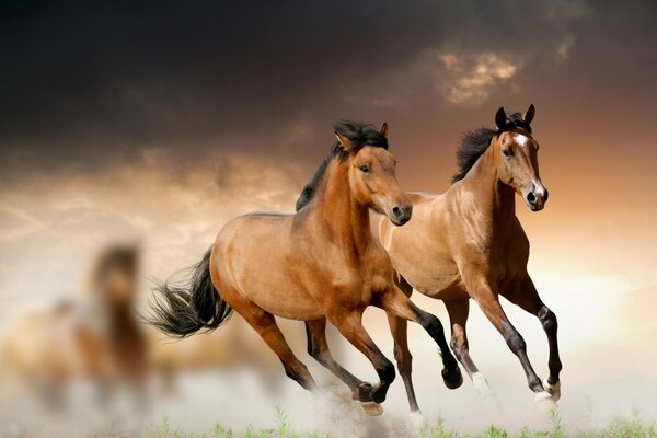 Horses. Wallpaper. Dust and grass