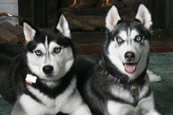 Un par de perros Husky manchados