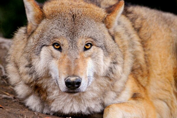 Lobo depredador. Naturaleza viva