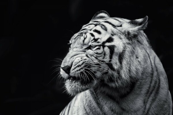Biały Tygrys. Cudowny świat