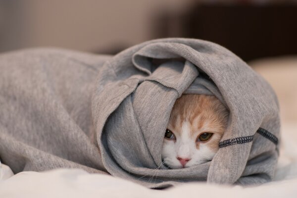 A cat wrapped in a blanket with a red nose