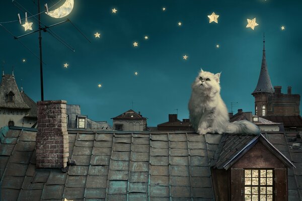 The cat sits on the roof and looks at the night starry sky
