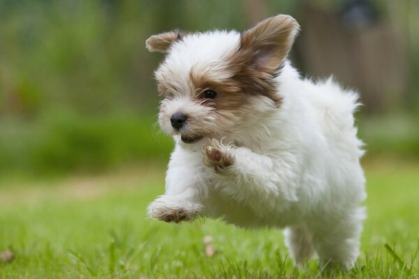 Havaneser Bichon Welpe mit guter Laune