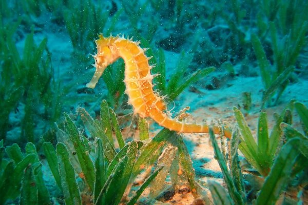 Подводный морской конёк среди водорослей