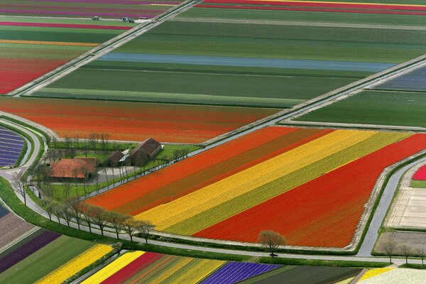 Tulpenfelder, Königreich nederlpnd