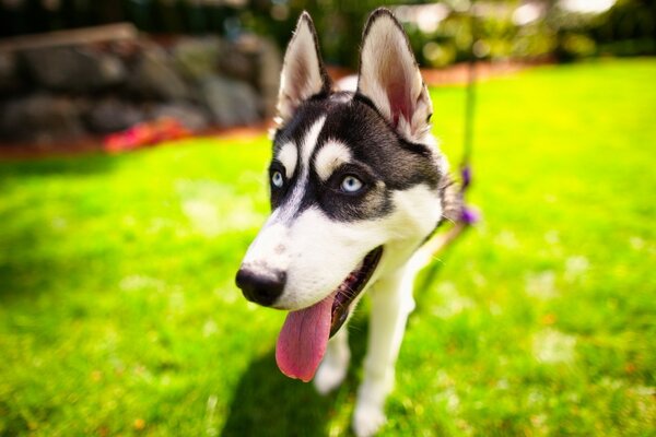 A husky dog runs across the lawn