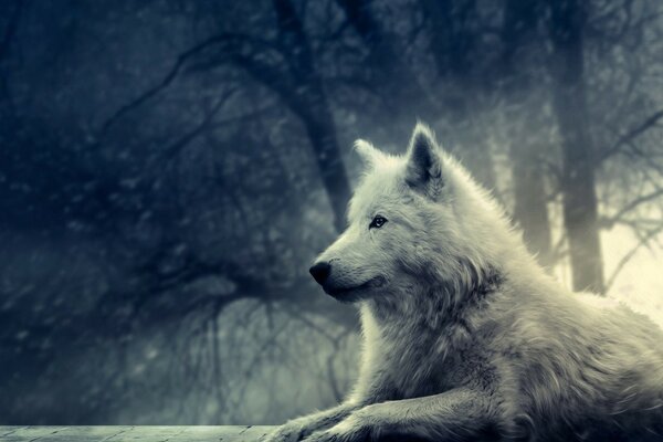 Photo of a white wolf looking into the Distance