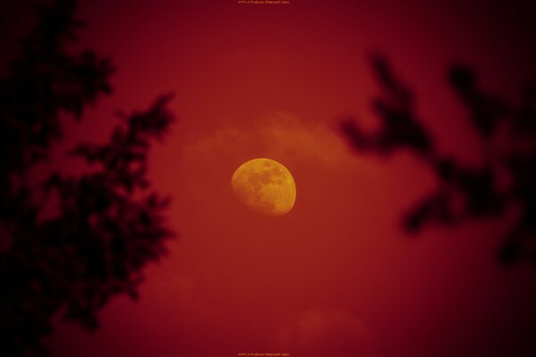 Piękny, czerwony księżyc, nocą na niebie, wśród drzew