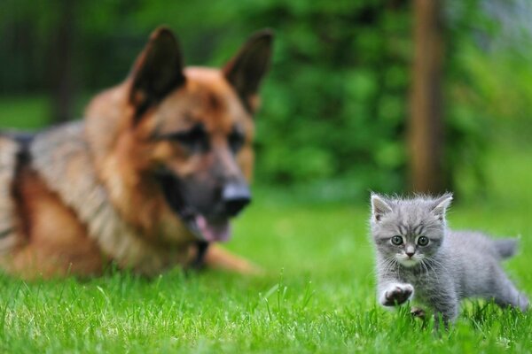 A shepherd dog watches a gray kitten