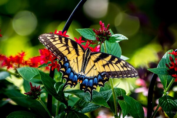 Gros plan de tir de fleur avec papillon