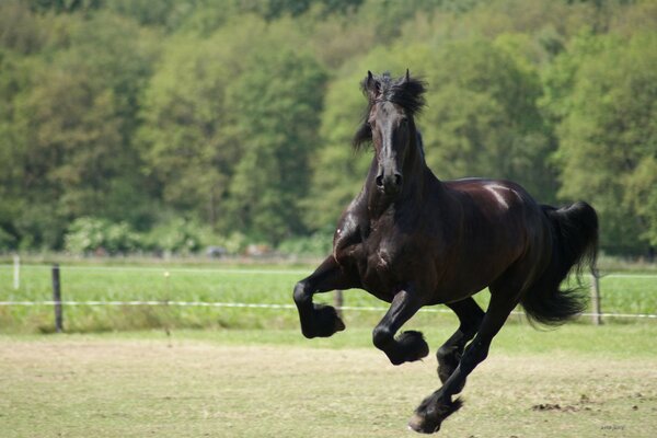 Il cavallo nero corre al galoppo