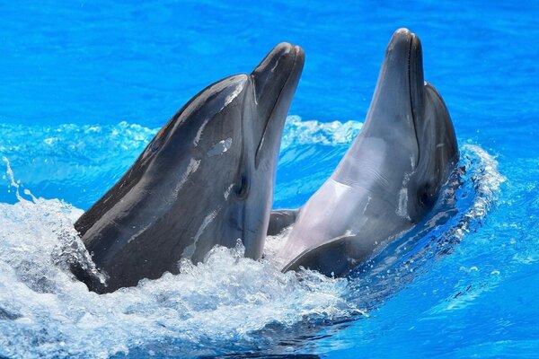 Zwei Delfine tummeln sich im Wasser