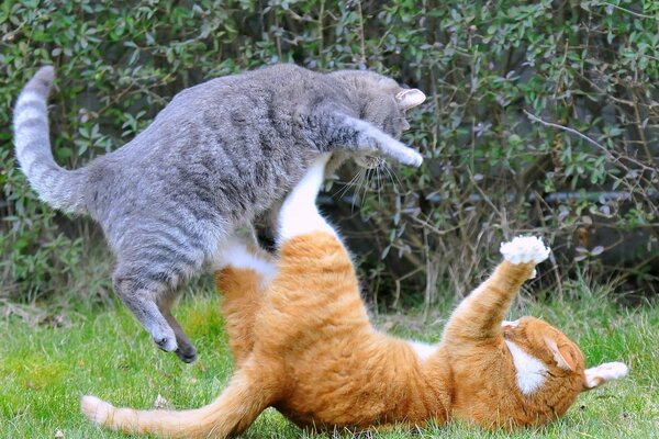 Kampfspiel für Katzen im Gras