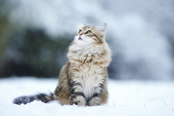 Fluffy cat sitting in the snow