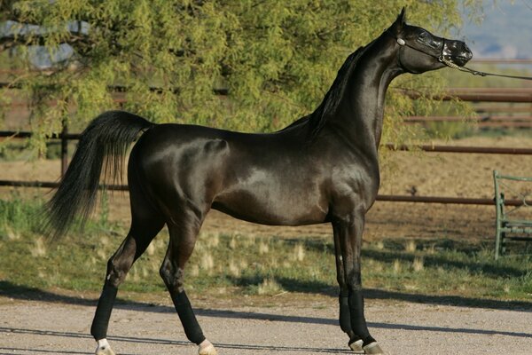 Schwarzes Pferd auf einem Baumhintergrund