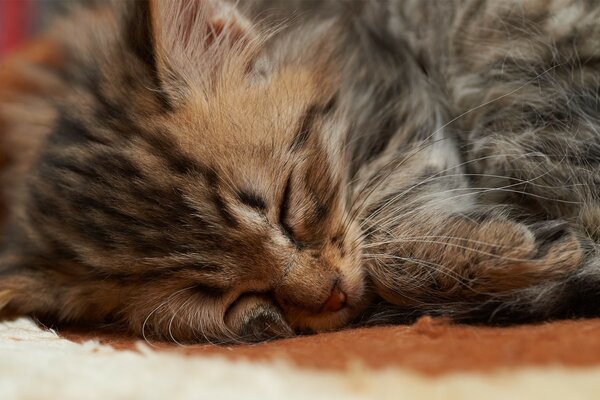 Mignon chaton dort. Il fait chaud