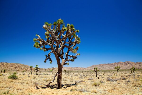 A tree in the desert blue sunny sky