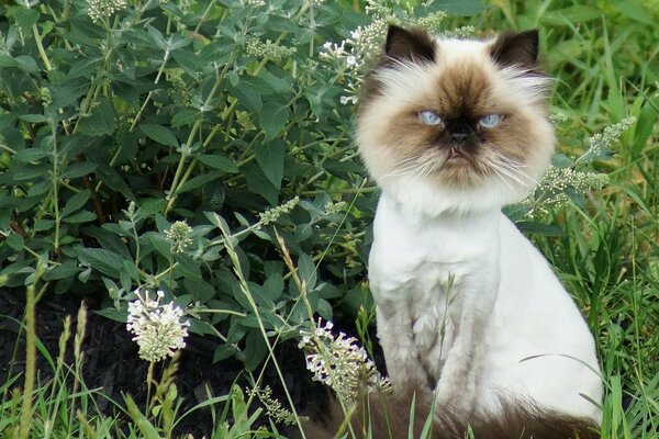 A shorn cat is sitting in the grass