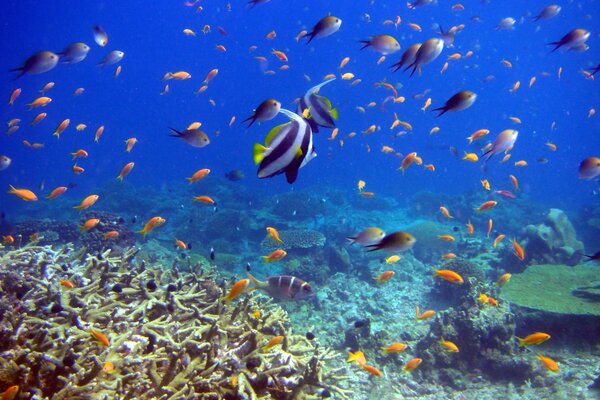 Photographie sous-marine avec des poissons et des coraux