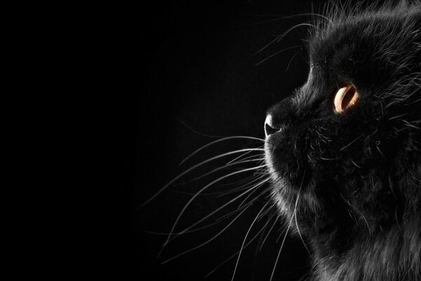 Desktop-Hintergrund schwarze Katze Maulkorb