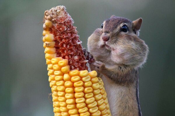 Il piccolo Chipmunk mangia mais