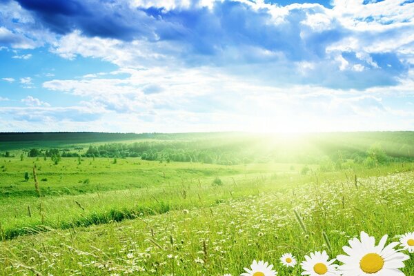 Summer field with daisies on a sunny day