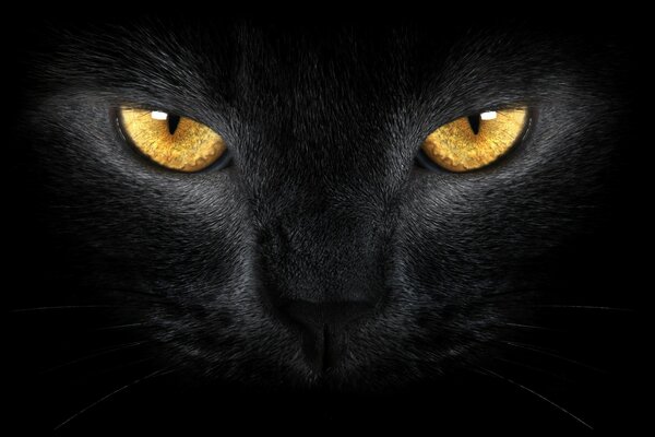 Cabeza de gato negro con ojos amarillos