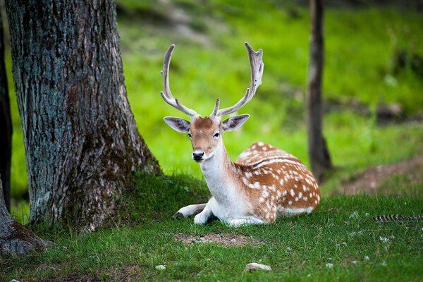 En la hierba verde yace un pequeño ciervo