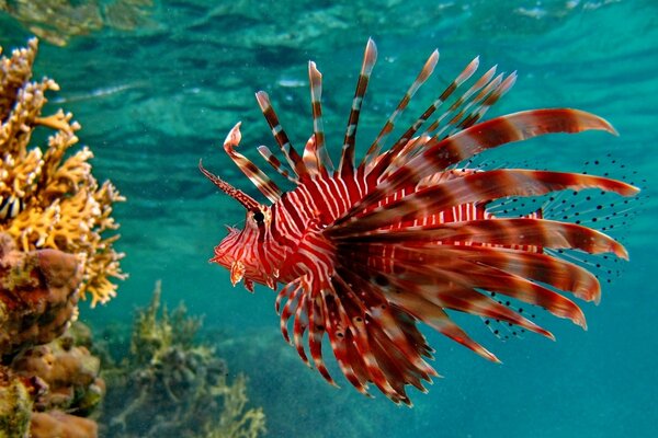 Red fish swims in the water