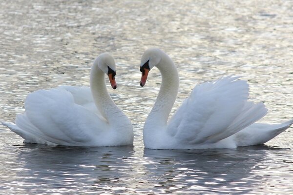 Two swans swim in the water