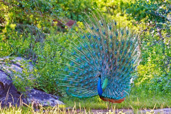 Peacock with a beautifully spread tail