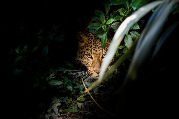 The leopard hid in the thicket