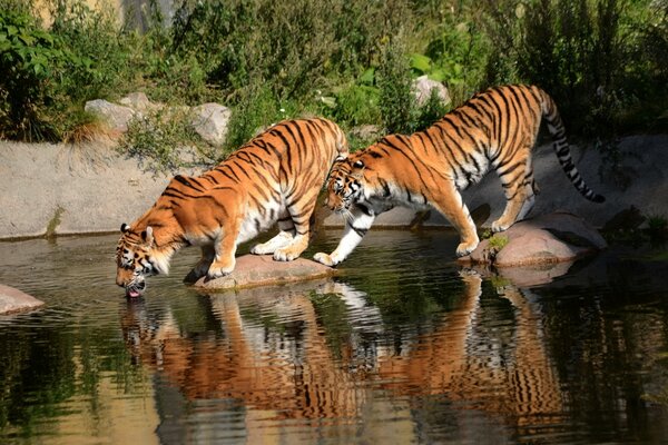Тигры на водопои. Красивый мир