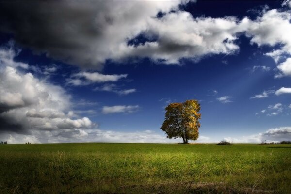 Ein einsamer Baum im Feld am Nachmittag