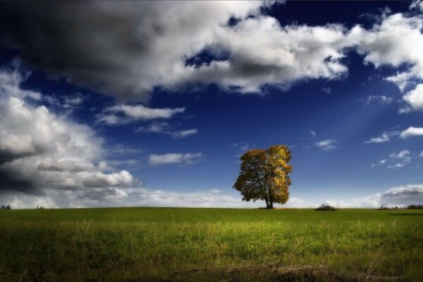 Albero solitario nel campo durante il giorno