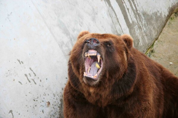 Gran oso Pardo gruñendo