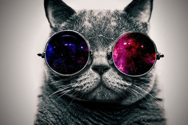 A cat with colored glasses