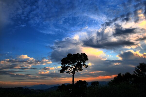 Coucher de soleil du soir avec un arbre solitaire