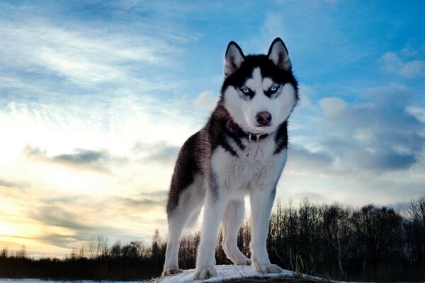 Beau chien Husky dans la nature