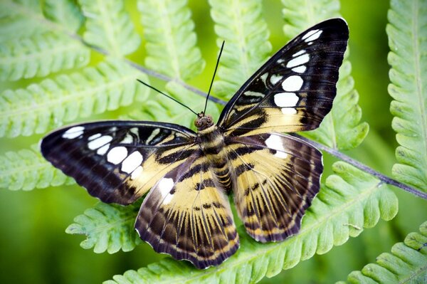 Una farfalla insolita si siede su foglie verdi