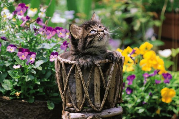Cute kitten on a background of colorful flowers