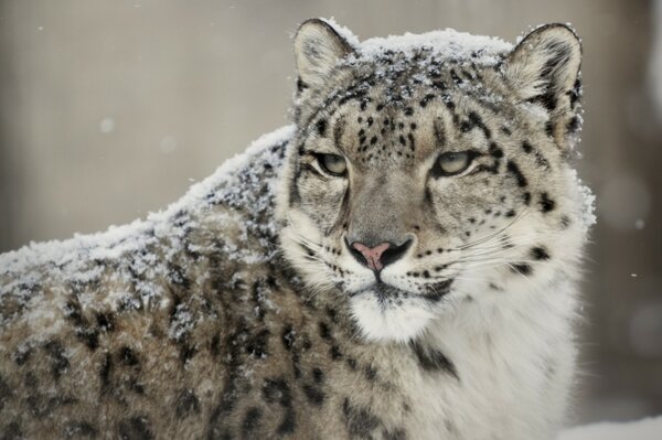 Bête sauvage léopard debout et un peu encombré par la neige