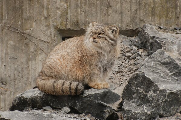 Predatory manul lurked in the rocks