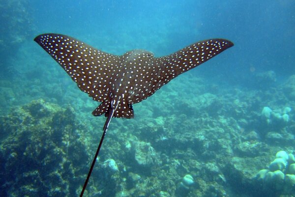 Beautiful underwater ramp with white dots