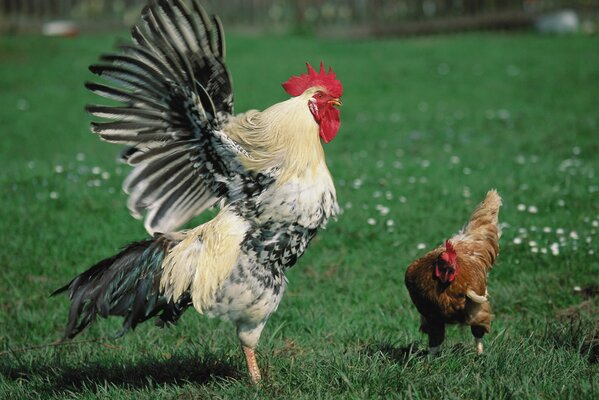 Coq essaie d obtenir l attention de la poule