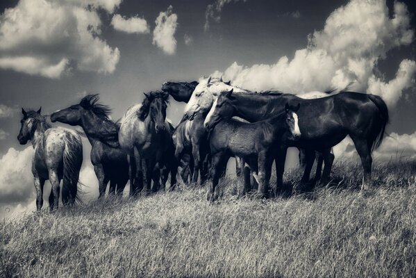 Табун лошадей в поле на черно-белом фото