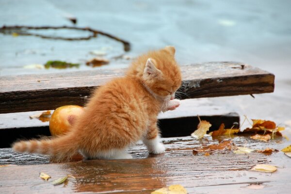 Pequeño gatito rojo junto a las hojas caídas