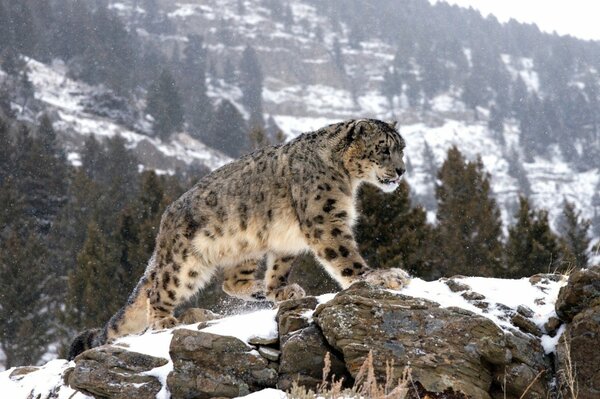 Flauschiger Leopard im Winter in den Bergen