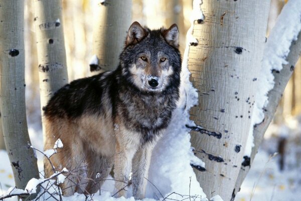 Lupo in inverno tra gli alberi