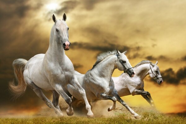 Tres caballos blancos corren